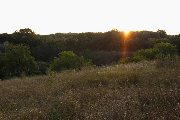 Sunset in the forest at summertime — Stock Photo, Image