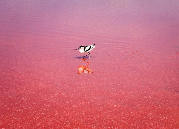 long beak in the waters of the pink lake Ukraine