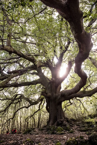 Εντυπωσιακή Κοσμική Δέντρο Στο Δάσος Της Αίτνα Στη Σικελία Φωτογραφία Αρχείου