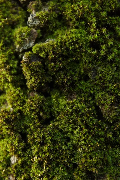 Moss Lichen Detalle Bosque Volcán Etna — Foto de Stock
