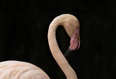 Koyu bir arka plan üzerinde uzun boyun ve göz ile Pembe Flamingo Portresi