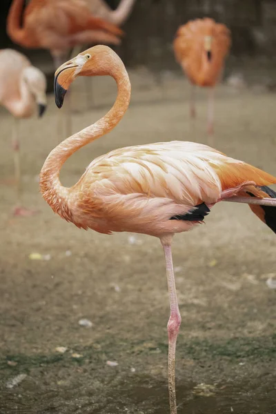 Pink and red flamingo balanced on a fresh water paw-water bird