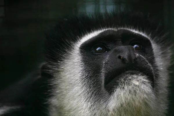Colobus Angolensis Retrato Cerca Del Mono Blanco Negro Mirando Hacia — Foto de Stock