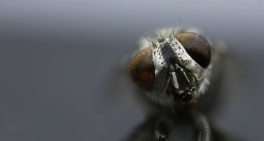 Makro kafa büyük gözlerle bakar, yüzünü kapatır.