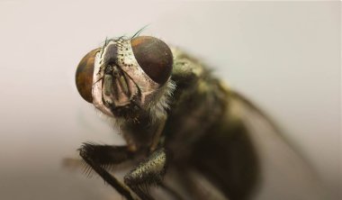 Makro kafa büyük gözlerle bakar, yüzünü kapatır.