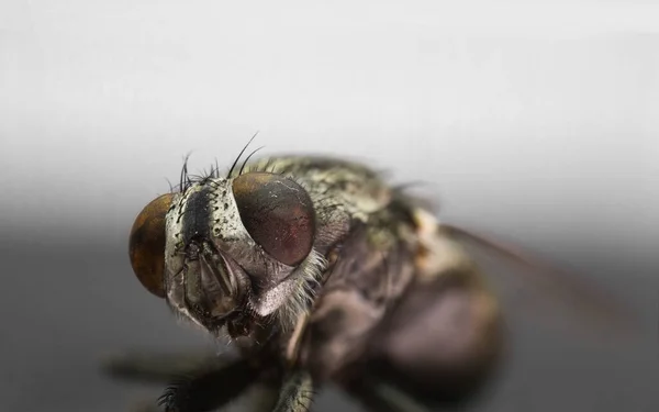 Macro Cabeça Mosca Olhando Com Olhos Grandes Close Rosto — Fotografia de Stock