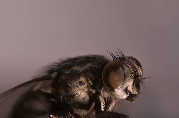 Macro Cabeça Mosca Olhando Com Olhos Grandes Close Rosto — Fotografia de Stock