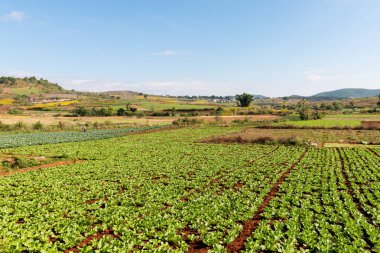 Myanmar'da bulunan Inle Gölü Kalaw arasında trekking sırasında büyük marul çiftliğinin geniş açılı resim