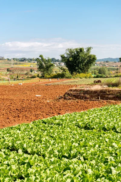 Vertikales Bild Der Salatfarm Ansicht Während Des Trekkings Zwischen Kalaw — Stockfoto