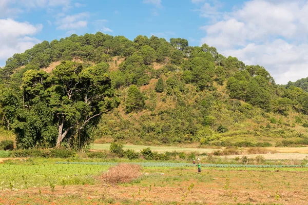 缅甸农村地区与当地植被的横向图景 — 图库照片