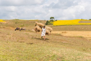 Inle Lake, Myanmar - 27 Kasım 2018: Myanmar'ın Inle Gölü'ne yakın pirinç dalı taşıyan birmanyalı adamın yatay resmi