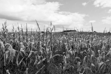 Inle Lake, Myanmar güneşli bir gün boyunca mısır tarlasının siyah ve beyaz