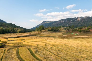 Myanmar'da turistik bir trekking rotası olan Inle Gölü'ne yakın yer alan pirinç tarlalarının geniş açılı resmi