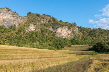 Myanmar'da turistik bir trekking rotası olan Inle Gölü'ne yakın bulunan büyük kayaların ve pirinç tarlalarının yatay resmi