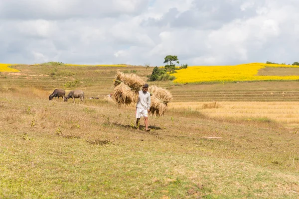 Inle Lake, Myanmar - 27 Kasım 2018: Myanmar'ın Inle Gölü'ne yakın pirinç dalı taşıyan birmanyalı adamın yatay resmi