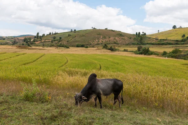 缅甸因勒湖乡村农场中美丽公牛的横图 — 图库照片