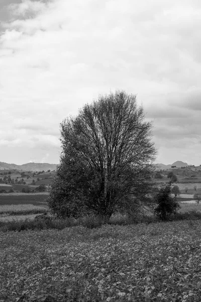 Myanmar ünlü hedef Inle Gölü, yakın büyük bir ağaç ile renkli ayçiçeği alanları siyah beyaz resim