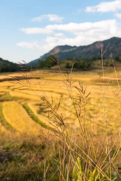 Vertikale Und Nahaufnahme Bild Der Schönen Lokalen Vegetation Der Nähe — Stockfoto