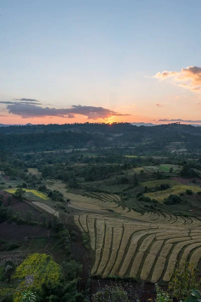田园诗般的日落和靠近缅甸旅游胜地因勒湖的大稻田的垂直图片 — 图库照片