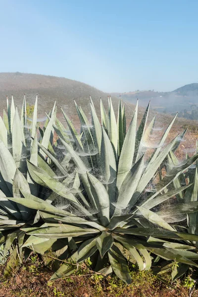 Myanmar'da turistik bir yer olan Inle Gölü'ne yakın sabah sisi ile yerel bitki örtüsünün dikey resmi