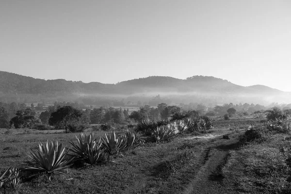 Black and white picture of local trekking way during morning fog close to Inle Lake, a touristic destination in Myanmar