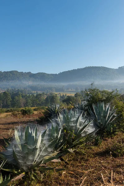 Vertikales Bild Der Lokalen Vegetation Morgennebel Der Nähe Des Sees — Stockfoto