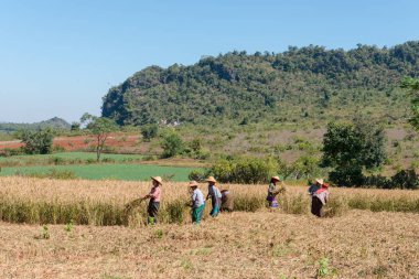 Inle Lake, Myanmar - 28 Kasım 2018: Myanmar'daki Inle Gölü'ne yakın pirinç tarlasında çalışan yerel halkın geniş açılı resmi