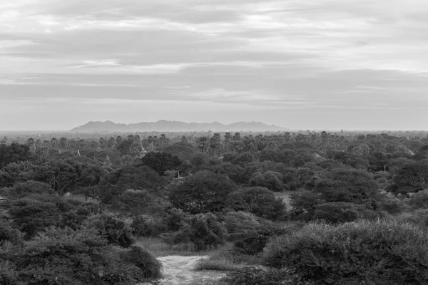 Black and white picture of beautiful view of local vegetation in the archeological park of Bagan, Myanmar