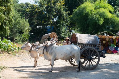 Mandalay, Myanmar - 04 Aralık 2018: Mandalay, Myanmar'a yakın Hsinbyume Pagoda'da birmanya öküz arabası taksisinin yatay resmi