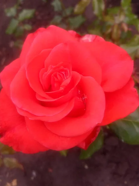 Beautiful Rose Summer Garden Rain — Stock Photo, Image