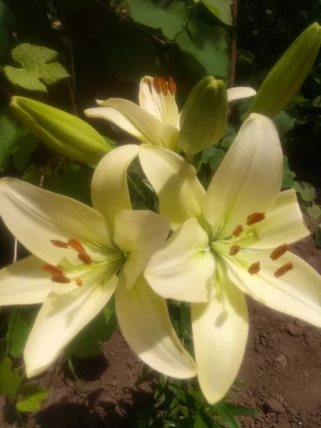 Białe Lilie Ogrodzie Letnim — Zdjęcie stockowe