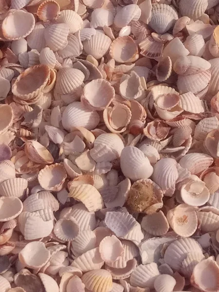 Seashells Sea Coast — Stock Photo, Image