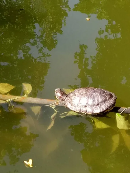 Kilpikonna Tärkeä Veden Liljat — kuvapankkivalokuva