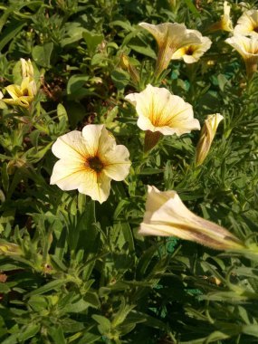 Çiçek tarhında petunya alışılmadık renk