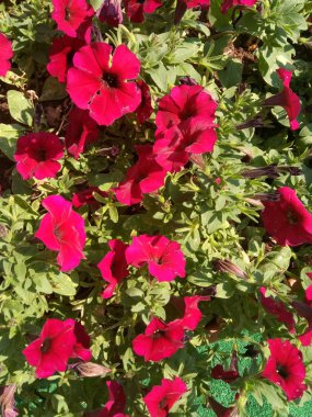 Kentsel tasarımda petunya çiçeği