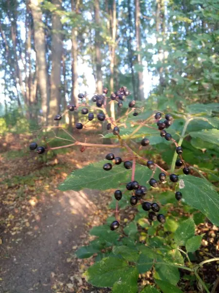 Secret path in the deciduous forest