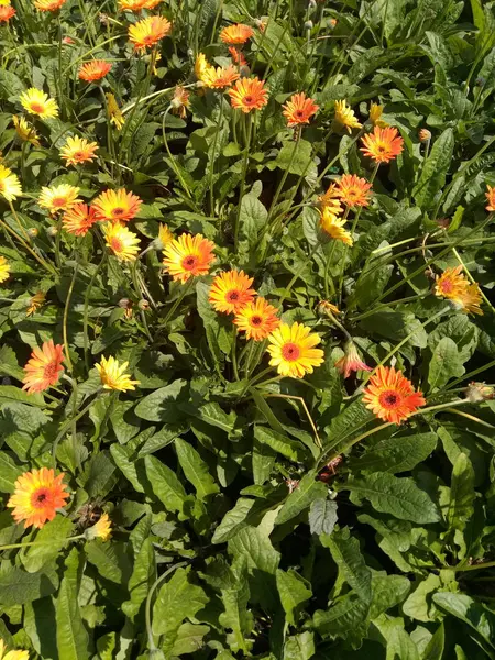 Piękne Delikatne Kwiaty Gerbera Projektowaniu — Zdjęcie stockowe