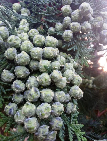 Frutta Thuja Nel Giardino Estivo Conifere — Foto Stock