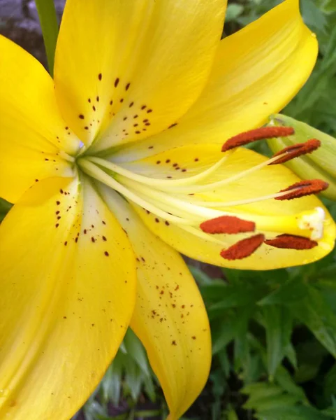 Piękne Lilie Ogrodzie Letnim — Zdjęcie stockowe