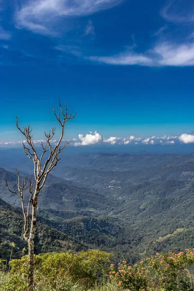 美しい青い丘の風景の乾燥した木 — ストック写真