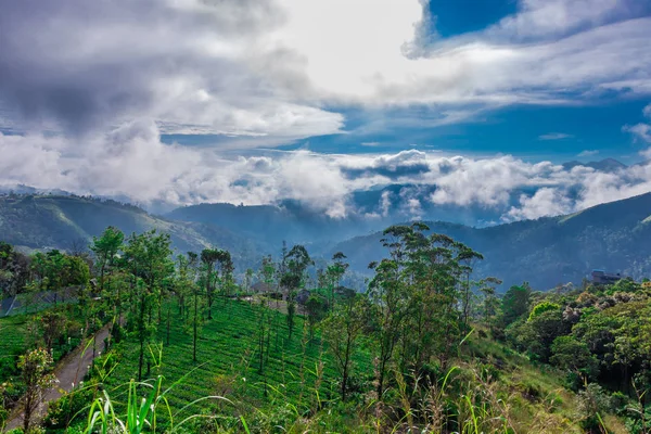 Florestas verdes com céu azul e nuvens — Fotografia de Stock