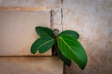 Banyan ağacı beton duvarda küçük büyüyor