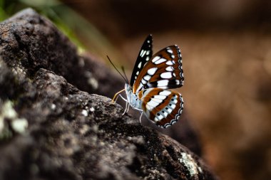 Kelebek closeup kaya çekim