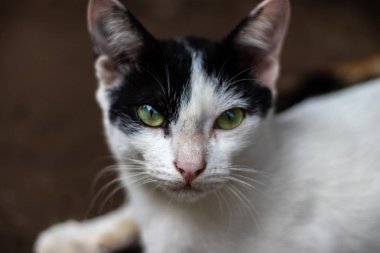 Kedi gözü siyah beyaz