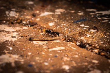 Ant Black Yer odaklı görüntü