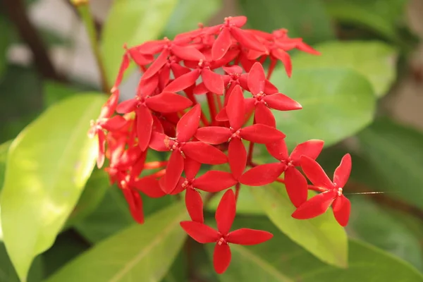 Flor vermelha com fundo borrado — Fotografia de Stock