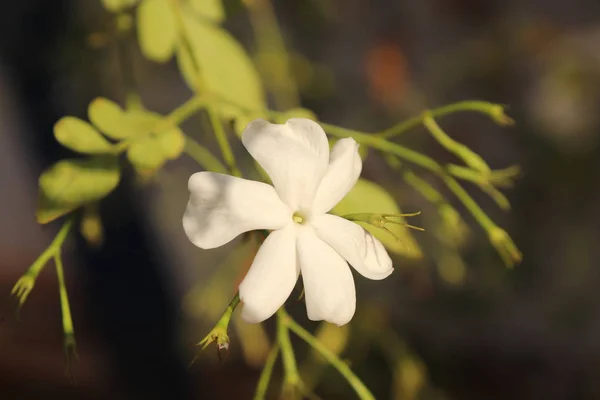 Flor branca com fundo borrado — Fotografia de Stock