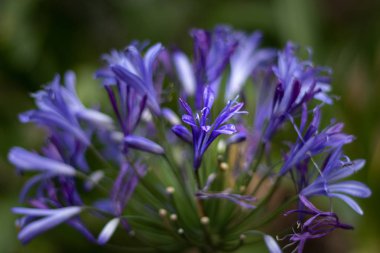 Çiçekler Demet mavi izolasyon ile