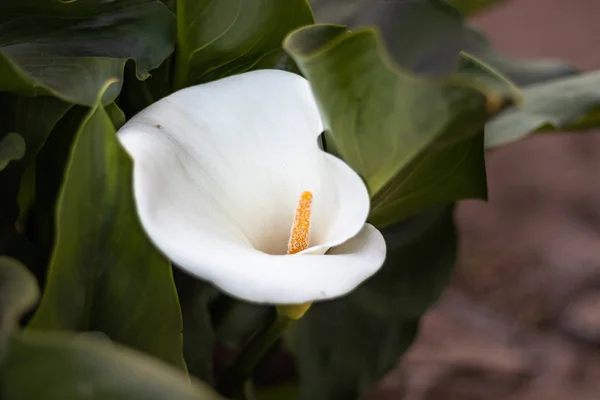 Flor branca único isolado com textura detalhe — Fotografia de Stock