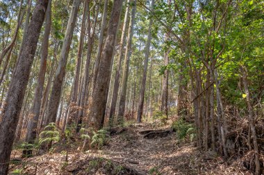 Batı Ghat 'ındaki orman patikaları